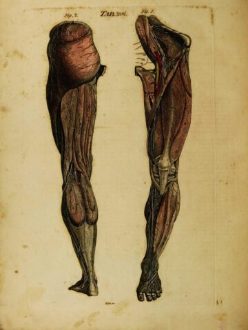 Legs-Vascular-muscles