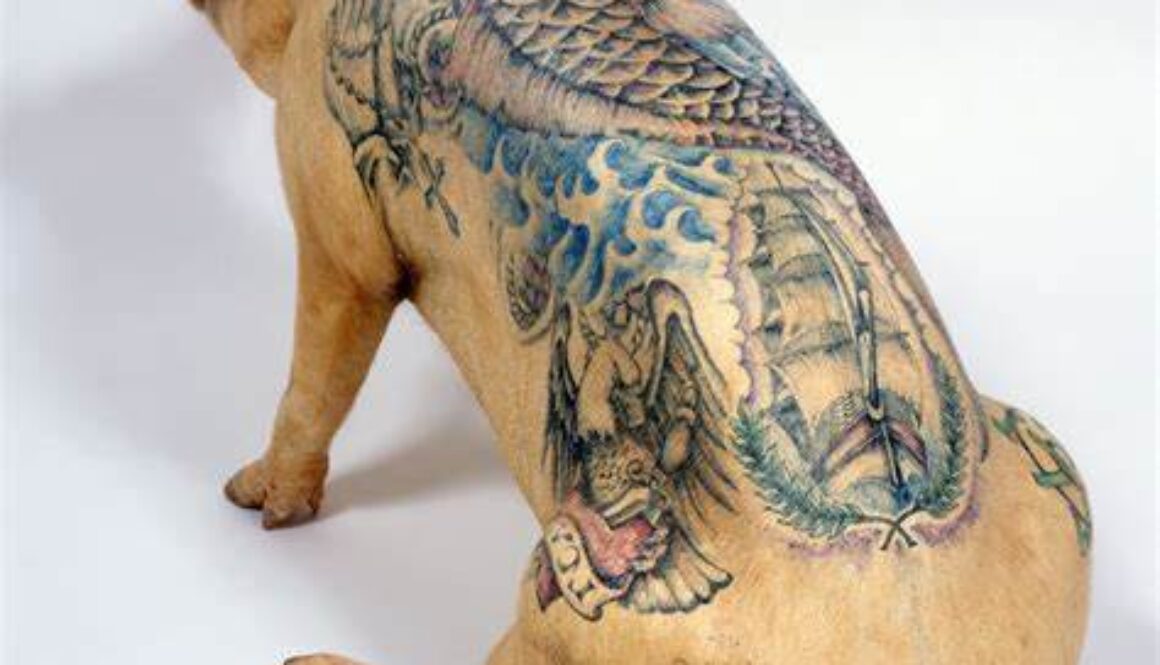pig skin that has been tattooed by a person learning to tattoo