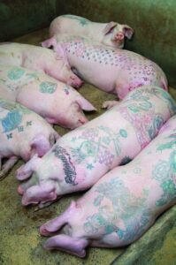tattooing done on live pigs